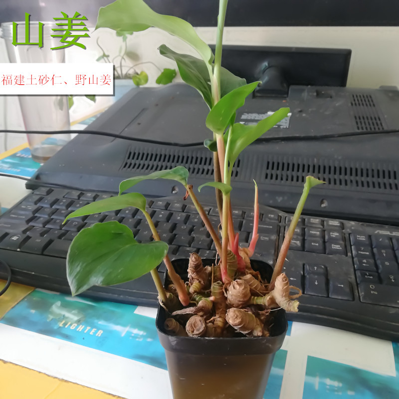 山姜野山姜艳山姜土砂仁草豆蔻绿化盆栽室内种植易活中草药药材苗