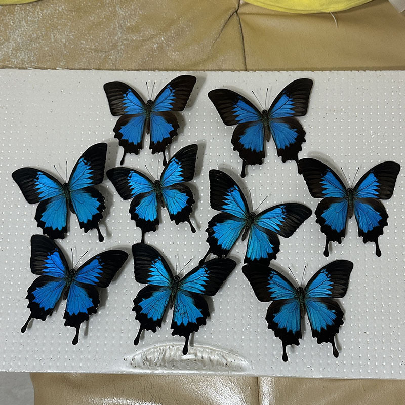 爱神凤蝶 天堂凤蝶A1/A--展翅品 真蝴蝶标本DIY制作情人礼物