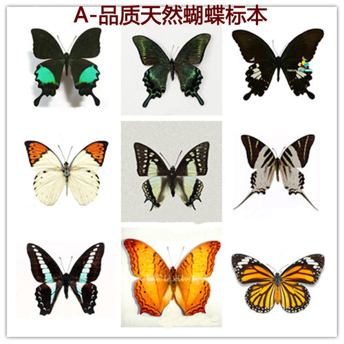 A1 品质真蝴蝶标本展翅 蓝闪蝶 天堂凤蝶 昆虫幼儿园教具教学收藏