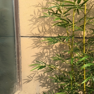 假竹子装 饰仿真植物室内仿生竹子隔断挡墙室外仿真竹子竹林造景