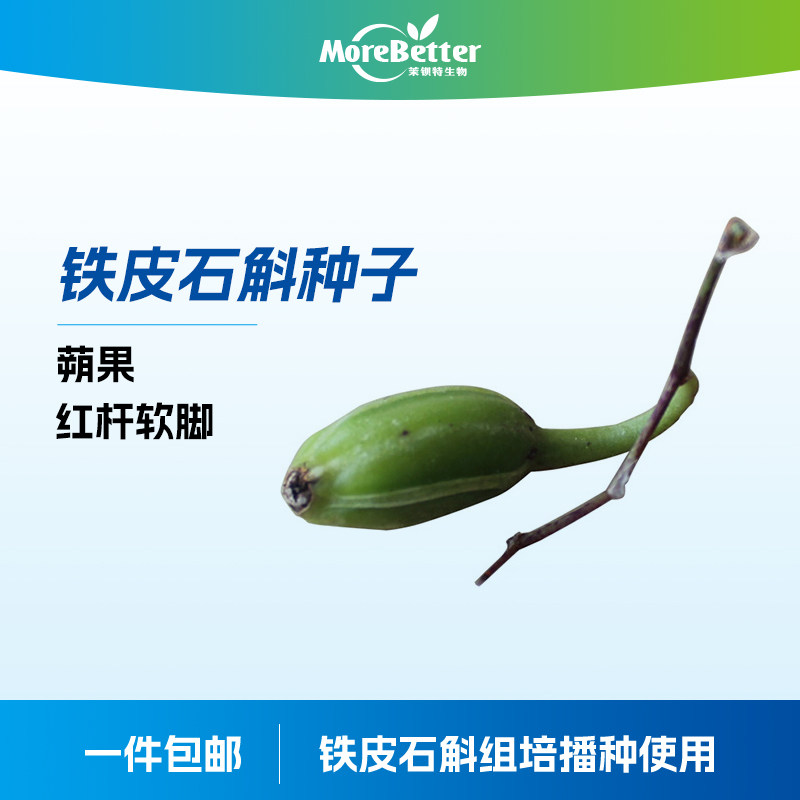 铁皮石斛种子20颗装红杆软脚品种 乐清产 组培扩繁专用石斛果夹