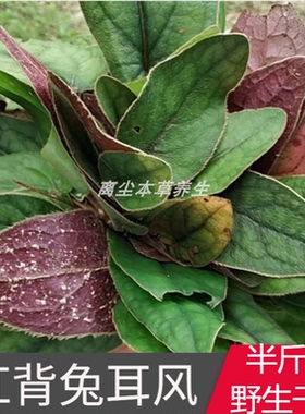 红色杏香兔耳风红背兔儿风兔耳一支香兔耳草250克一斤包邮