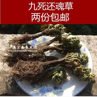 中药材 浙江卷柏 九死还魂草 复活草 不死草 见水还魂草250克