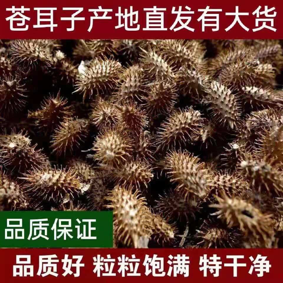 中药材正宗野生苍耳种子成熟苍耳子鼻苍耳草毛苍子