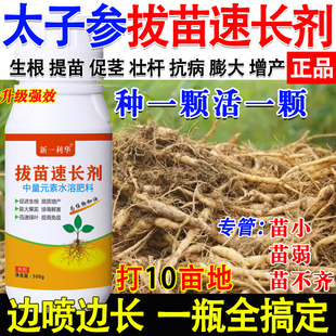 太子参提苗爆长剂太子参强效营养液太子参专用生根壮苗增产叶面肥