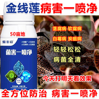 金线莲杀菌剂金线莲病全管金线莲软腐病预防治疗金线莲微生物菌肥