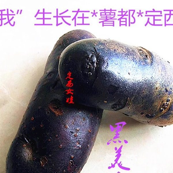 甘肃定西包邮马铃薯黑紫薯黑金刚