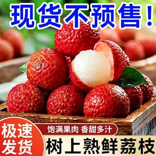 正宗广东茂名白糖罂荔枝皮薄肉嫩汁多籽小当季老叔荔枝水果自家果