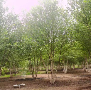 白桦树苗大树行道装饰风景树园林绿化工程苗木基地现挖别墅装饰