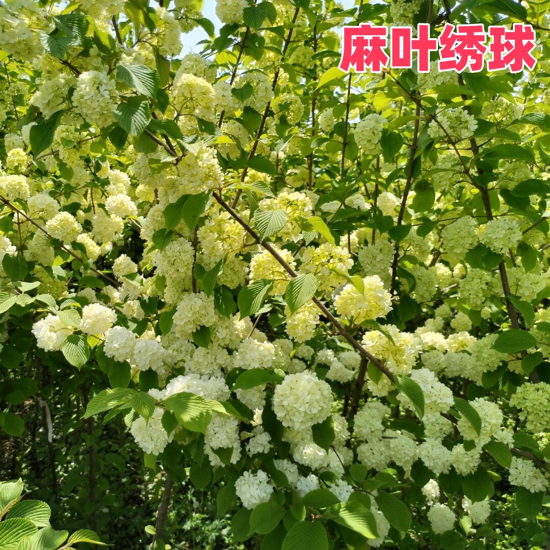 麻叶木绣球中华木绣球盆栽苗绣线菊庭院金叶金焰菱叶麻叶黄金喷泉