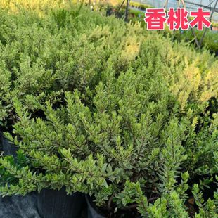 香桃木花叶柠檬香桃木盆栽苗庭院花园造景观赏花镜搭配工程绿植