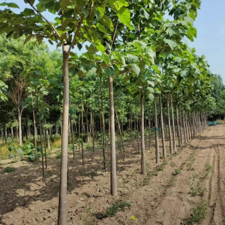 泡桐树中国梧桐树苗速生泡桐庭院道路绿化风景树绿化工程乔木四季
