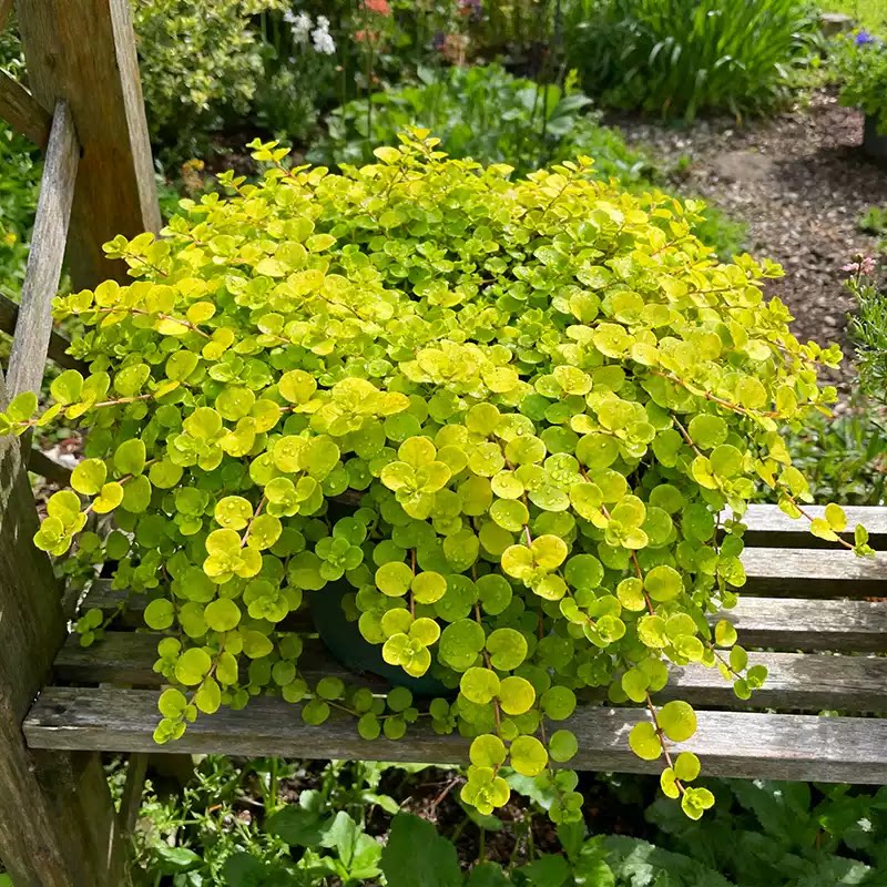 金叶过路黄多年生蔓性草本常绿观叶植物吊兰垂吊花卉花园造景植物