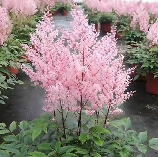 络新妇茭白苗大吴风草墨西哥羽毛草再力花灯芯草苗基地绿化工程苗