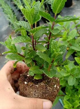 薄荷驱蚊草盆栽苗绿色多年生好养阳台庭院观赏绿叶绿植桌面绿植