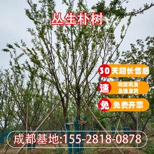 朴树树苗大树园林绿化工程苗木行道道路风景树丛生朴树成都发货