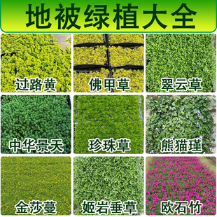 【地被大全】过路黄佛甲草翠云草珍珠草欧石竹熊猫堇薄雪万年草