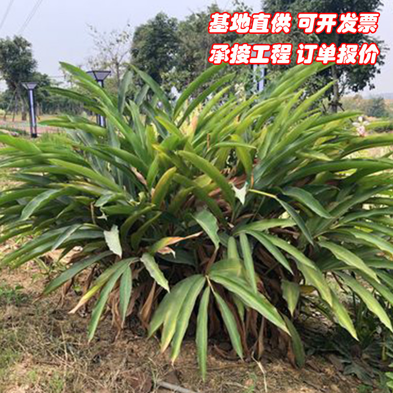 成都花叶良姜苗艳山姜彩叶姜斑纹月桃苗花叶艳山姜别墅花园绿化苗