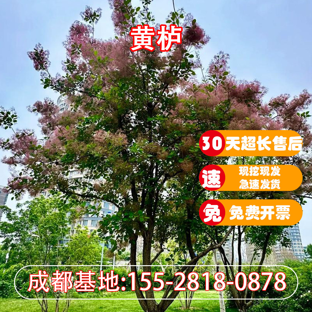 基地直销黄栌树苗园林造林苗香山红叶树风景绿化树别墅庭院绿化苗