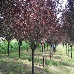 紫叶李树苗速生红叶李树庭院绿植工程行道绿化小区景观产地直销
