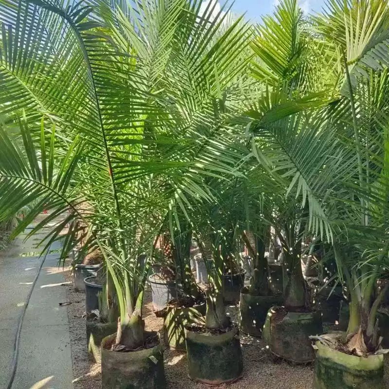 国王椰子树植物室内客厅大型好养落地绿植室外阳台观赏基地直发