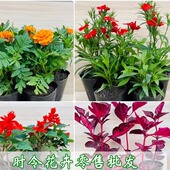 四川成都一串红孔雀草石竹牵牛花工程草本花卉植物节日活动摆花