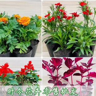 四川成都一串红孔雀草石竹牵牛花工程草本花卉植物节日活动摆花