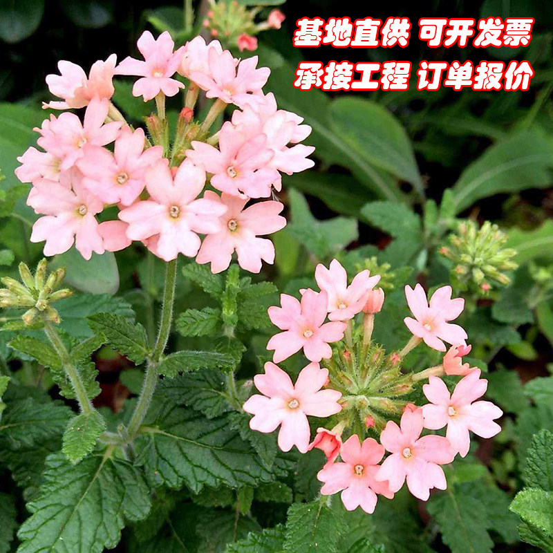 美女樱盆栽苗多年生四季开花美女樱小苗细叶美女樱花苗耐寒耐热