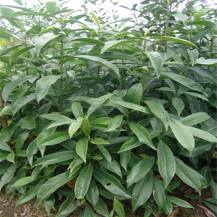 黄心夜荷树苗乔木别墅庭院装饰基地现发园林绿化工程苗四季好养