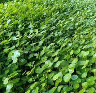 铜钱草细叶针茅草花叶芒草细叶芒草斑叶芒草水生植物盆栽绿化