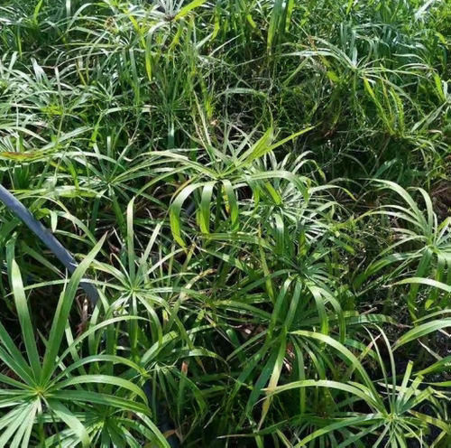 成都水生苗圃基地水竹莎草旱伞草伴水生挺水植物池塘鱼池公园造景