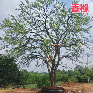 成都香橼树香泡树苗丛生柚子树耐寒别墅庭院园林行道路绿化果树苗