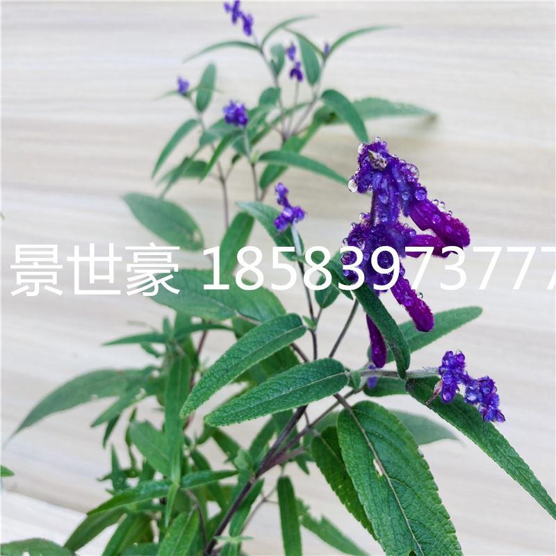 成都基地紫花满天星巴西野牡丹墨西哥鼠尾草花境植物公园绿化植物