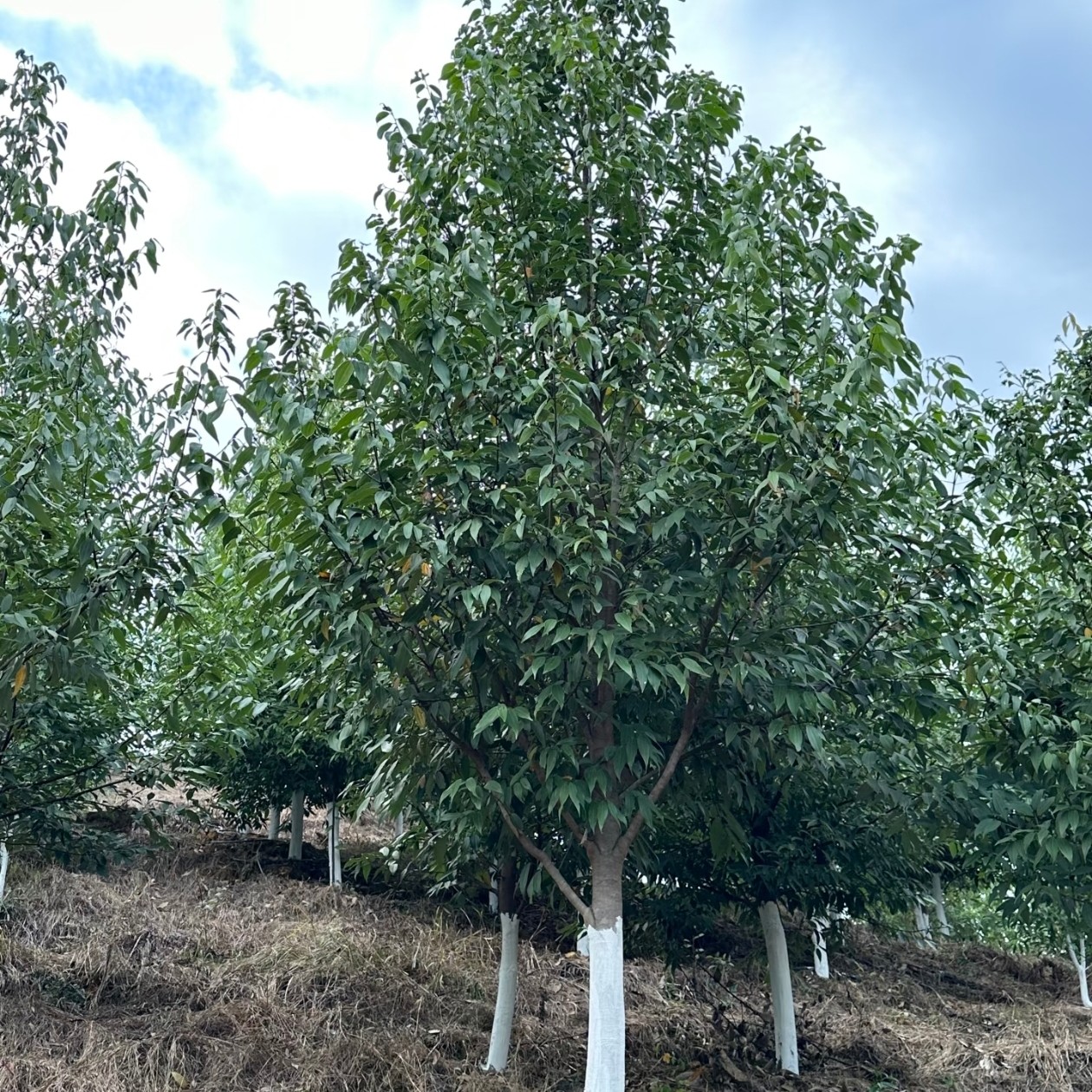 野黄桂树苗大树行道装饰景观四季好养易活园林绿化工程乔木基地