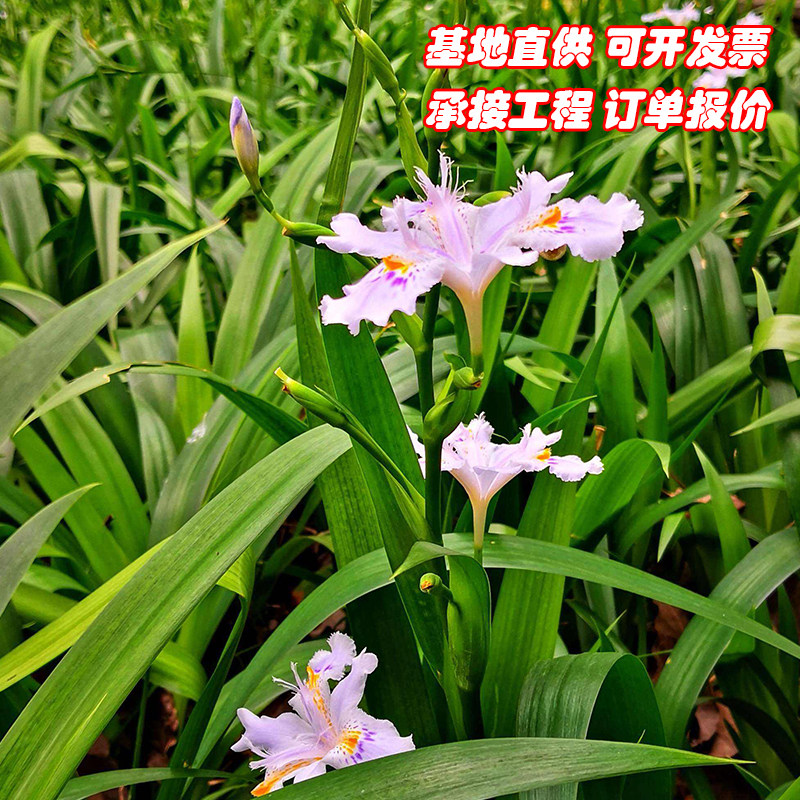 扁竹兰豆豉叶贵州深山鸢尾花根豆丝草四季青整颗带泥好种带泥