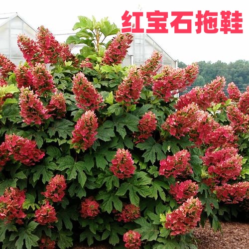 红宝石拖鞋花苗耐寒变色