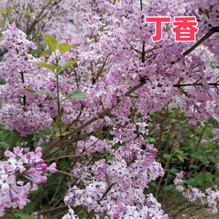 丁香树盆栽花苗毛叶丁香苗庭院花园盆栽地栽造型树球形柱形观景树