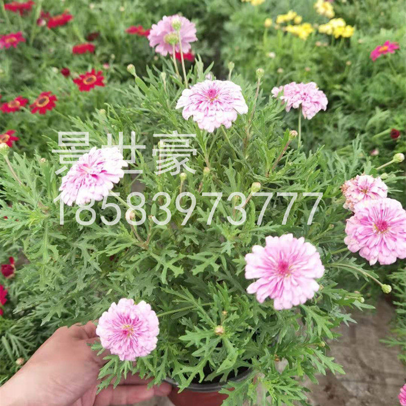 成都苗圃基地花苗马蹄草薰衣草马鞭草花境植物庭院种植紫色花卉