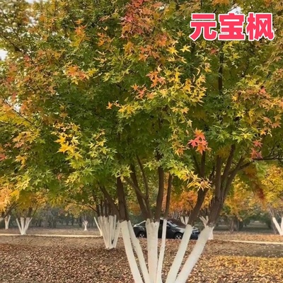 元宝枫树苗小苗大树丛生五角枫