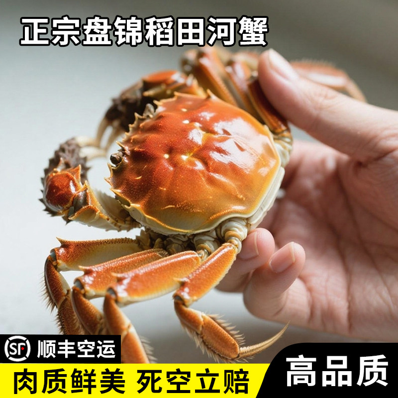 正宗盘锦河蟹田生态养殖大闸蟹