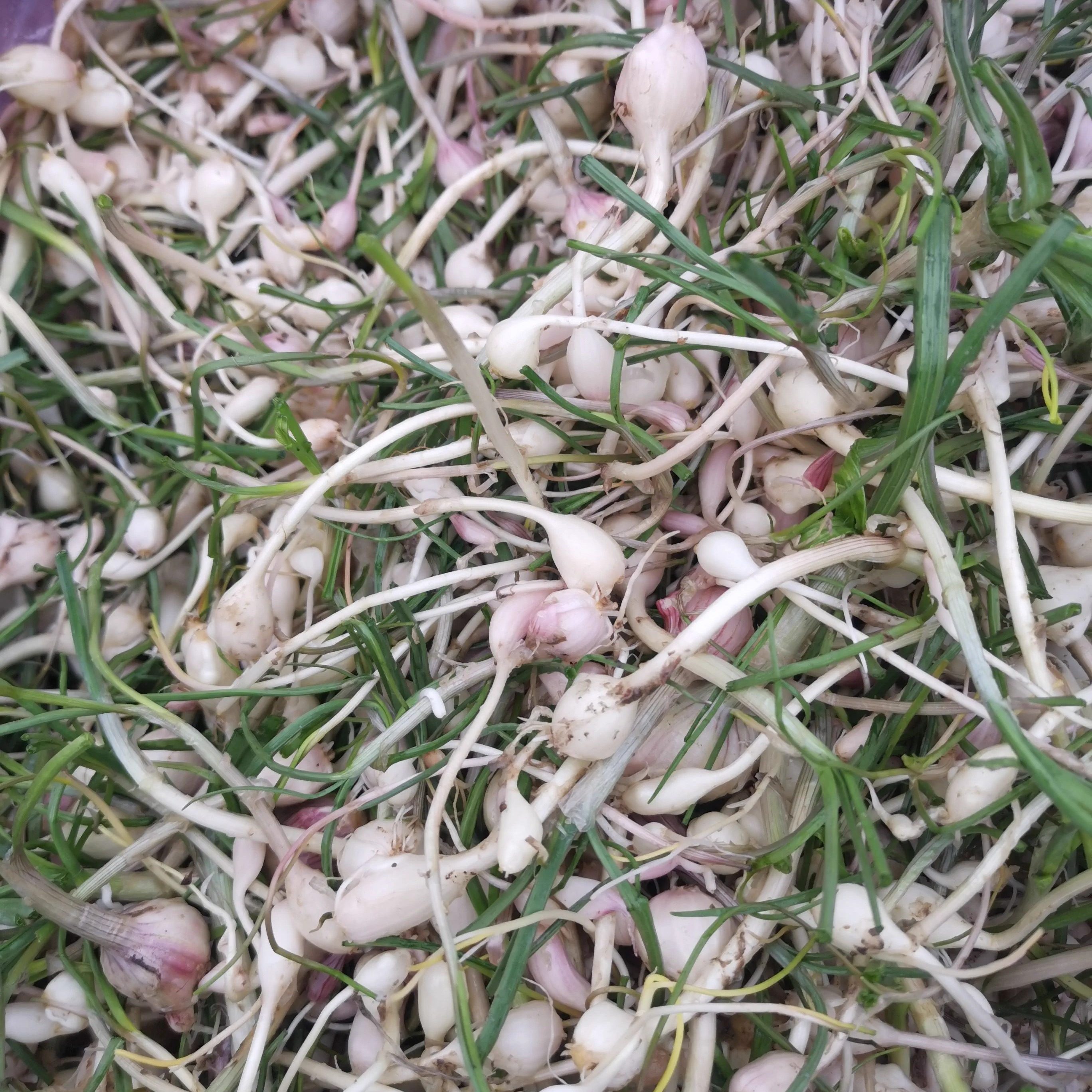 长白山新鲜野生山野菜 小根蒜 韭葱野蒜火葱籽红葱头蘸酱 咸菜