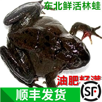 【长白山林蛙】籽满油满大母豹子蛤蟆9-10只/斤特大母蛙活哈什蚂