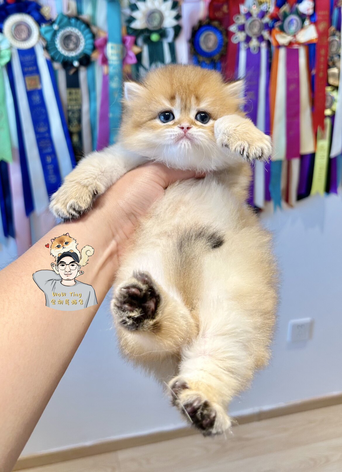 金渐层长毛猫小奶猫性格好的小猫咪可爱小猫猫活体宠物猫动物猫