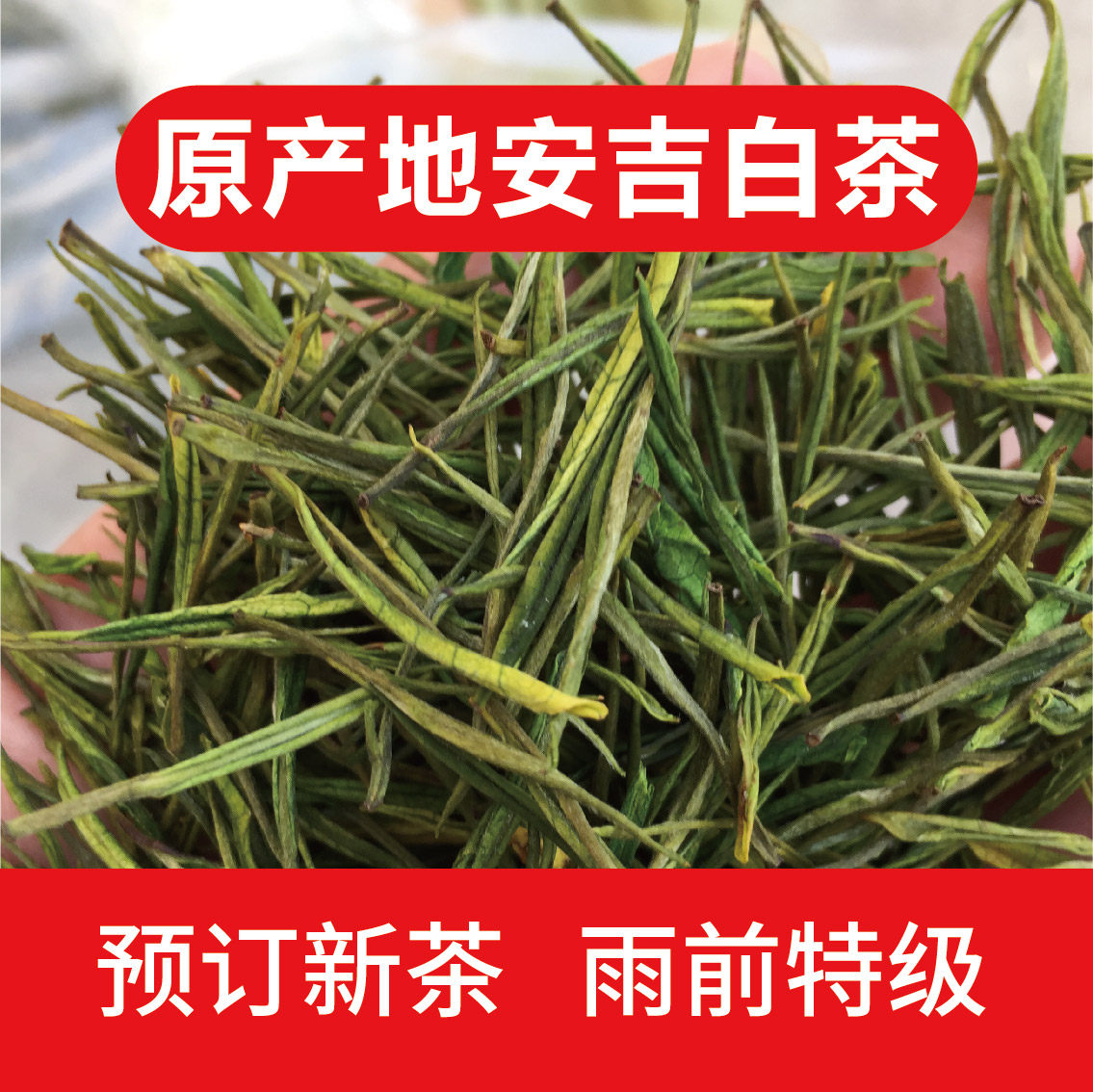 2026年新茶预定 正宗安吉白茶 春茶 绿茶 雨前 500克 口粮茶