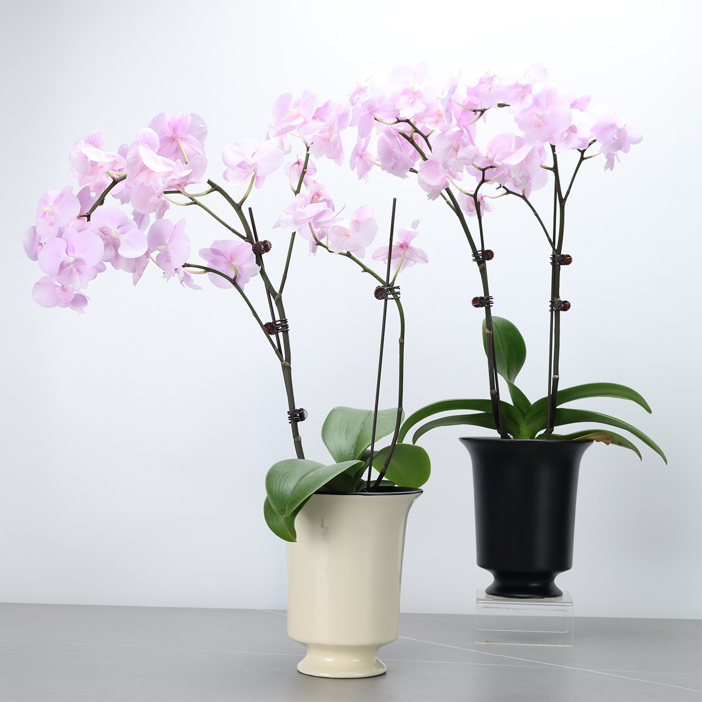 简约现代风陶瓷花盆室内白色圆形透气多肉植物客厅通用盆栽装饰,鲜花速递/花卉仿真/绿植园艺,花盆,淘宝优惠券,粉丝福利购,淘宝优惠卷