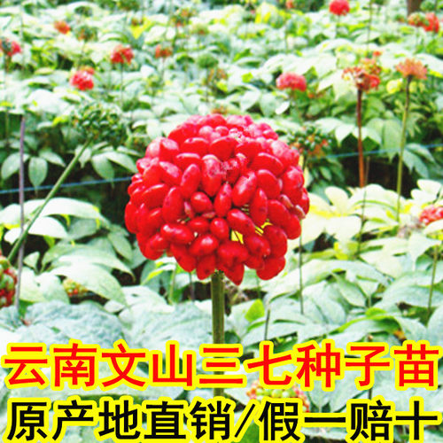 云南文山三七种子活苗苗子可盆栽