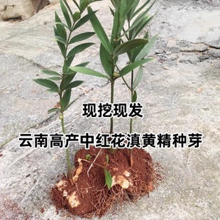 云南滇黄精苗纯黄精大黄精种植苗中红花高杆药材苗节节高种子