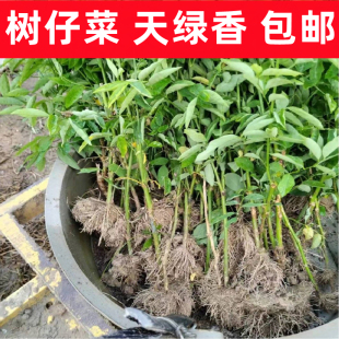 盆栽绿植树仔菜广东潮汕菜海南野菜树仔菜天绿香守宫木新鲜树仔菜