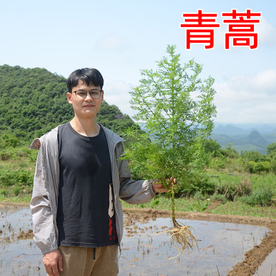青蒿深山现挖新鲜黄花蒿捆把晒干