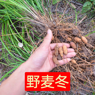 麦冬250g 深山采摘无硫特级泡水茶 正宗麦门冬中药材散装正品